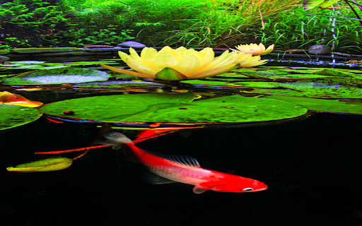 Koi fish and water lily wallpaper  from Chrome web store to be run with OffiDocs Chromium online