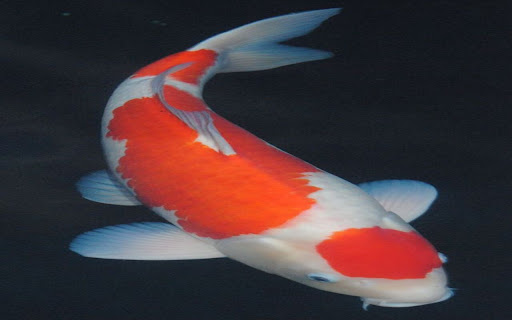 koi fish wallpaper  from Chrome web store to be run with OffiDocs Chromium online