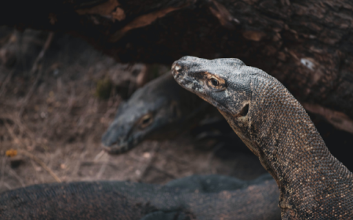 Komodo Dragon  from Chrome web store to be run with OffiDocs Chromium online
