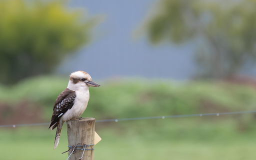 Kookaburra on Post  from Chrome web store to be run with OffiDocs Chromium online