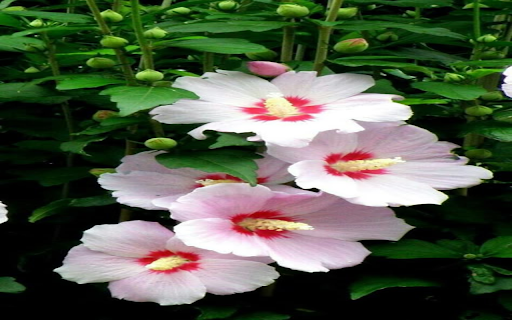 Korean hibiscus wallpaper  from Chrome web store to be run with OffiDocs Chromium online
