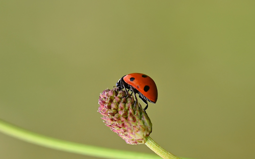 Ladybug and flowers  from Chrome web store to be run with OffiDocs Chromium online
