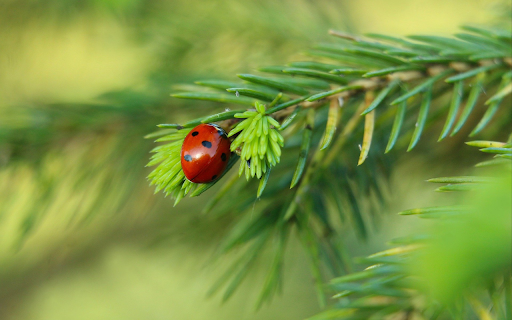 Ladybug and the long green leaf  from Chrome web store to be run with OffiDocs Chromium online
