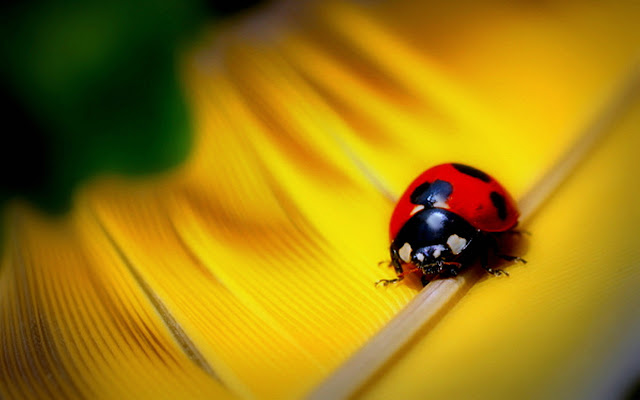 Ladybug of happiness  from Chrome web store to be run with OffiDocs Chromium online