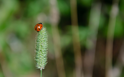Ladybug on Grass Flower  from Chrome web store to be run with OffiDocs Chromium online
