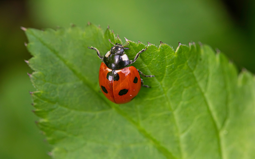 Ladybug on Green Leaf  from Chrome web store to be run with OffiDocs Chromium online