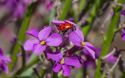 Ladybug on purple flower  from Chrome web store to be run with OffiDocs Chromium online