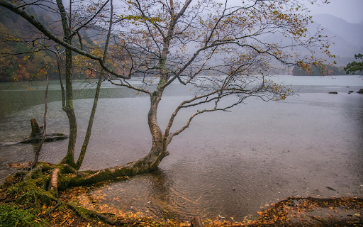 lake and shadowy trees  from Chrome web store to be run with OffiDocs Chromium online