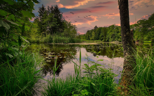 Lake in the middle of the forest from Chrome web store to be run with OffiDocs Chromium online Lake in the middle of the forest from Chrome web store to be run with OffiDocs Chromium online