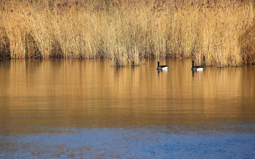Lake Reed  from Chrome web store to be run with OffiDocs Chromium online