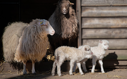 Lamb family  from Chrome web store to be run with OffiDocs Chromium online