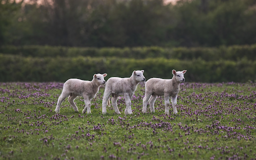Lambs in Blooming Meadow  from Chrome web store to be run with OffiDocs Chromium online