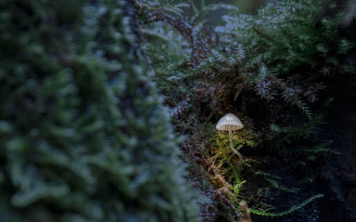 Lamp mushroom  from Chrome web store to be run with OffiDocs Chromium online
