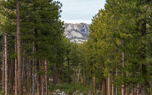 Landscape Photography of a Forest  from Chrome web store to be run with OffiDocs Chromium online