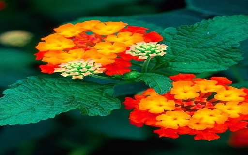 Lantana Flower Wallpaper  from Chrome web store to be run with OffiDocs Chromium online
