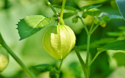 Lantern tree  from Chrome web store to be run with OffiDocs Chromium online