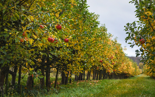 Large apple farm from Chrome web store to be run with OffiDocs Chromium online Large apple farm from Chrome web store to be run with OffiDocs Chromium online
