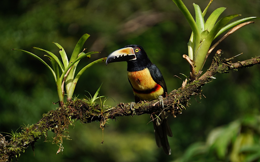 Large billed forest bird  from Chrome web store to be run with OffiDocs Chromium online