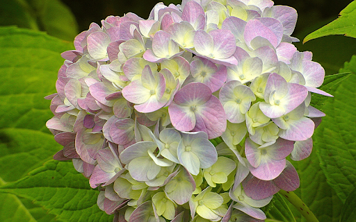 Large bunch of flowers  from Chrome web store to be run with OffiDocs Chromium online