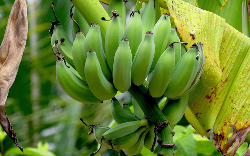 Large bunch of green bananas  from Chrome web store to be run with OffiDocs Chromium online
