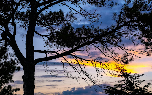 Large canopy tree  from Chrome web store to be run with OffiDocs Chromium online