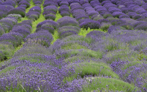 Large flower beds  from Chrome web store to be run with OffiDocs Chromium online