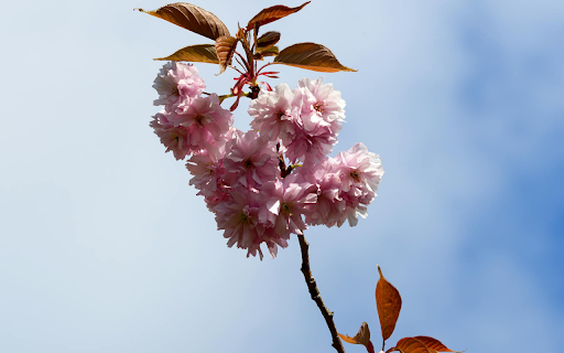Large flower branches  from Chrome web store to be run with OffiDocs Chromium online