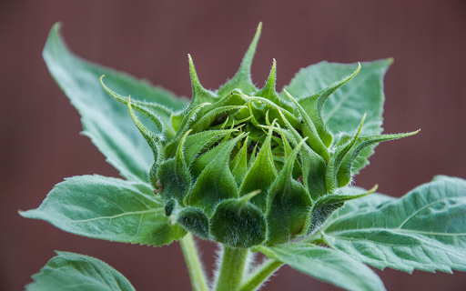Large Flower Bud  from Chrome web store to be run with OffiDocs Chromium online