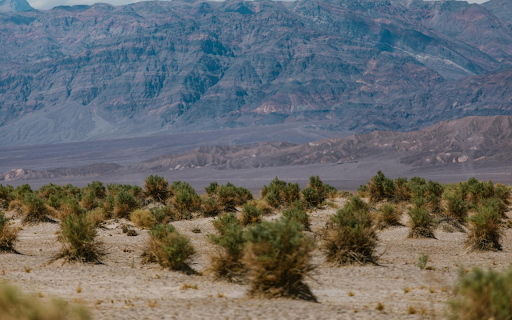 Large Grasses  from Chrome web store to be run with OffiDocs Chromium online