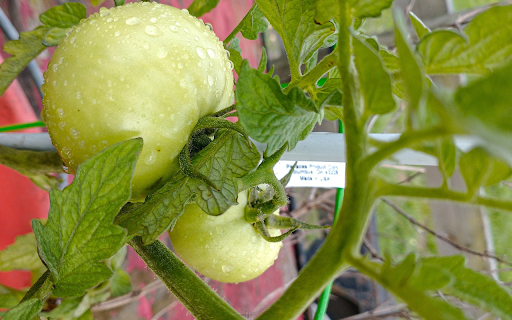Large green tomatoes  from Chrome web store to be run with OffiDocs Chromium online