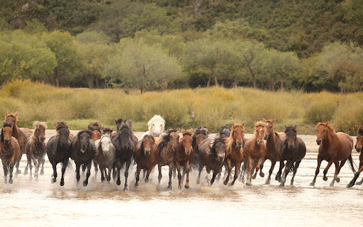 Large Herd of Horses  from Chrome web store to be run with OffiDocs Chromium online