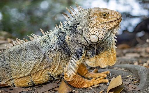 Large iguana  from Chrome web store to be run with OffiDocs Chromium online
