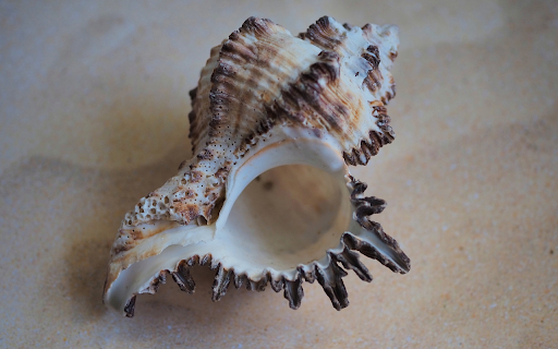 Large snail shell lying on the sand  from Chrome web store to be run with OffiDocs Chromium online