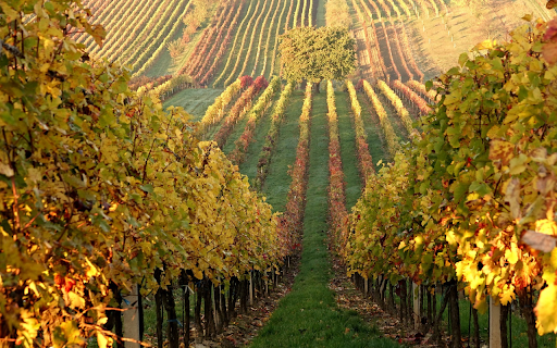 Large vineyard hill  from Chrome web store to be run with OffiDocs Chromium online