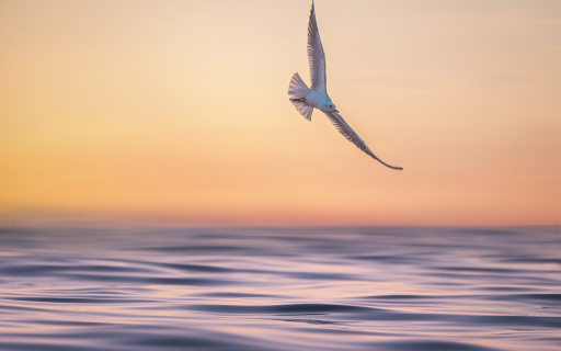 Large winged bird  from Chrome web store to be run with OffiDocs Chromium online
