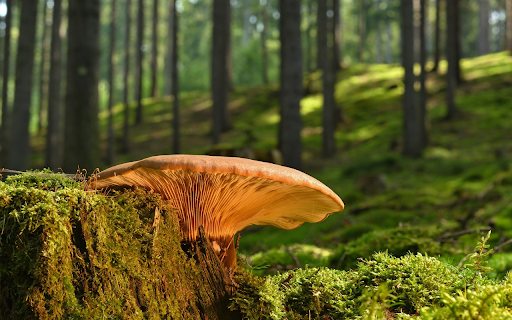 Large yellow mushroom  from Chrome web store to be run with OffiDocs Chromium online