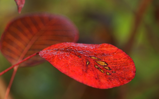 Late autumn leaves  from Chrome web store to be run with OffiDocs Chromium online