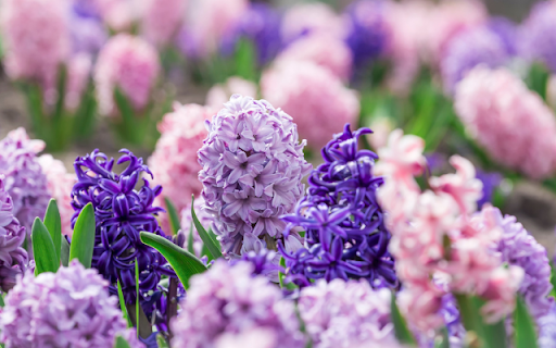 Lavender and Pink Blooms: A Serene Garden of Color  from Chrome web store to be run with OffiDocs Chromium online