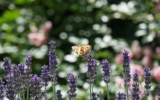 Lavender bean butterfly  from Chrome web store to be run with OffiDocs Chromium online