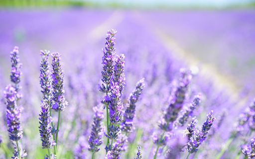 Lavender field  from Chrome web store to be run with OffiDocs Chromium online