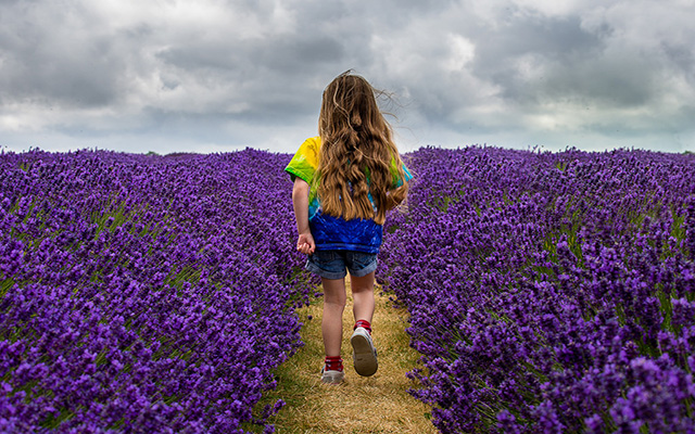 Lavender Fields, Wielka Brytania ze sklepu internetowego Chrome, który będzie działał z OffiDocs Chromium online