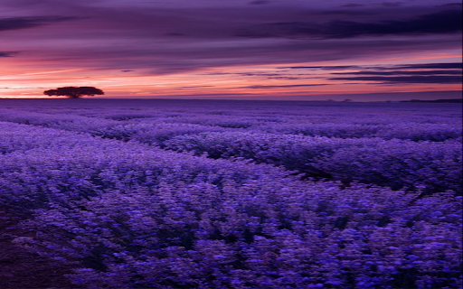 Lavender field wallpaper  from Chrome web store to be run with OffiDocs Chromium online