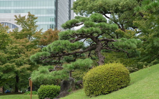 Lawn and trees  from Chrome web store to be run with OffiDocs Chromium online