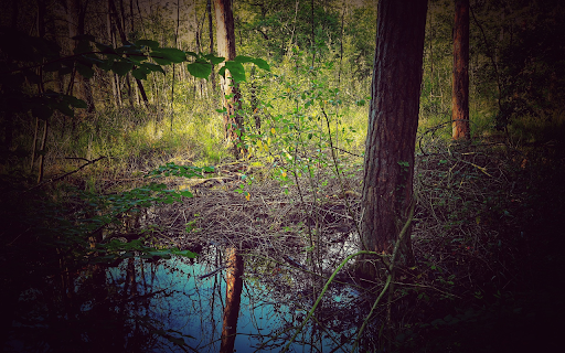 Layered jungle  from Chrome web store to be run with OffiDocs Chromium online