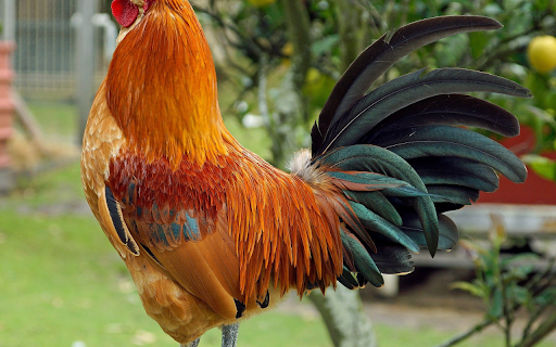 Lead legged chicken  from Chrome web store to be run with OffiDocs Chromium online
