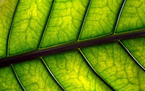LEAF 2 Theme  from Chrome web store to be run with OffiDocs Chromium online