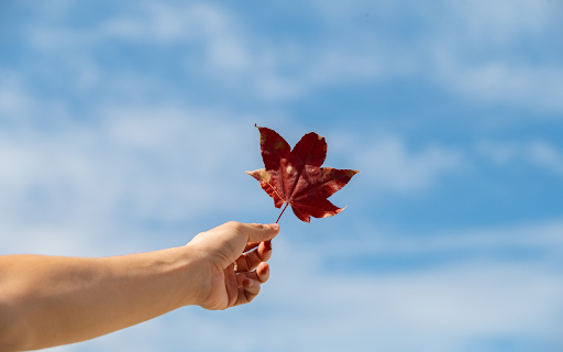 Leaf and sky  from Chrome web store to be run with OffiDocs Chromium online