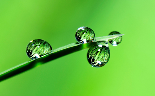 Leaf and water drop  from Chrome web store to be run with OffiDocs Chromium online