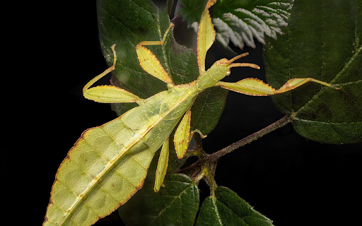 Leaf Bug  from Chrome web store to be run with OffiDocs Chromium online