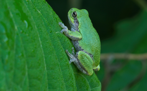 Leaf colored frog  from Chrome web store to be run with OffiDocs Chromium online